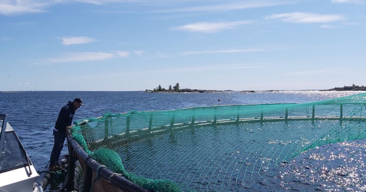 Kalankasvatus on maailmalla merkittävä elinkeino