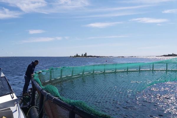 Kalankasvatus on maailmalla merkittävä elinkeino