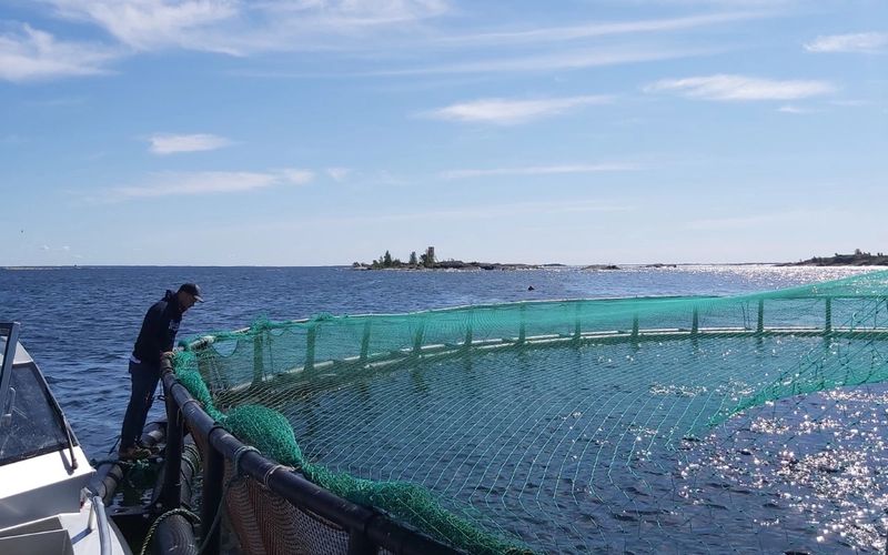 Kalankasvatus on maailmalla merkittävä elinkeino