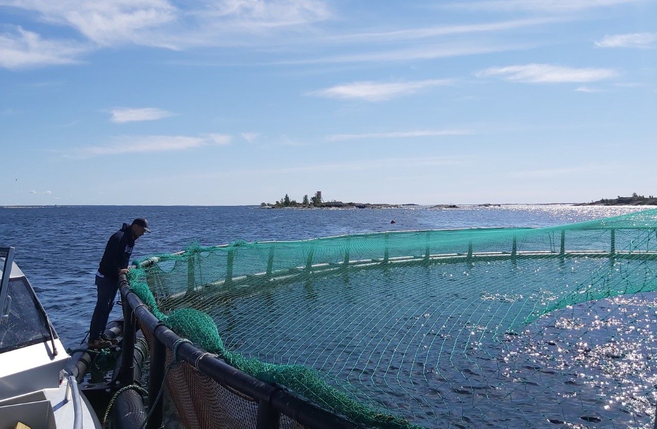 Kalankasvatus on maailmalla merkittävä elinkeino